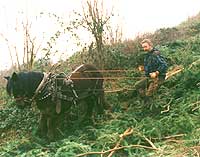 horse logging with a working horse