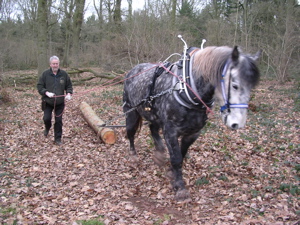 horse logging equipment